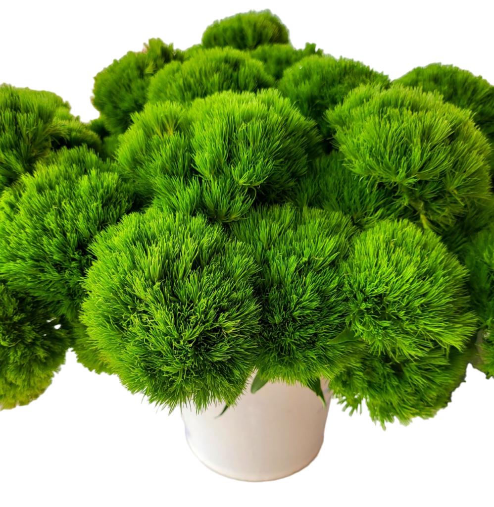 Green Ball - Grupo MaVi