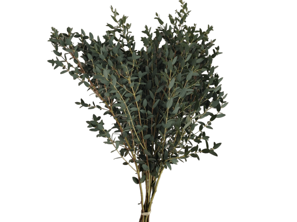 Parvula - Grupo MaVi