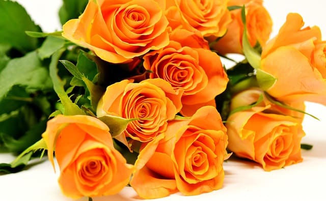 Spray roses