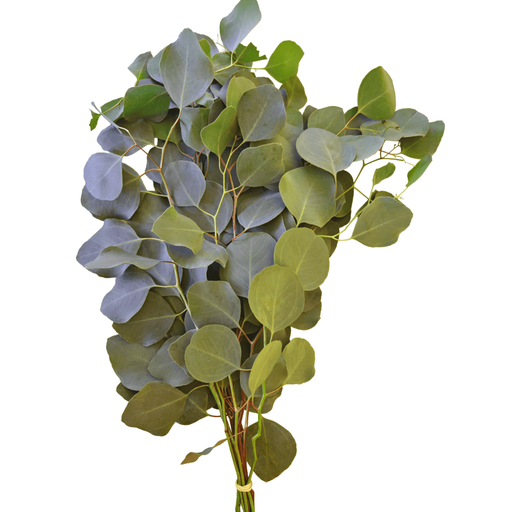 Ramo Polyanthemos - Grupo MaVi