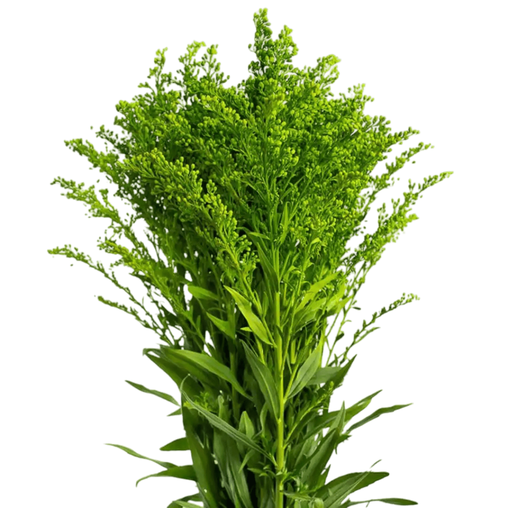 Ramo Solidago 2