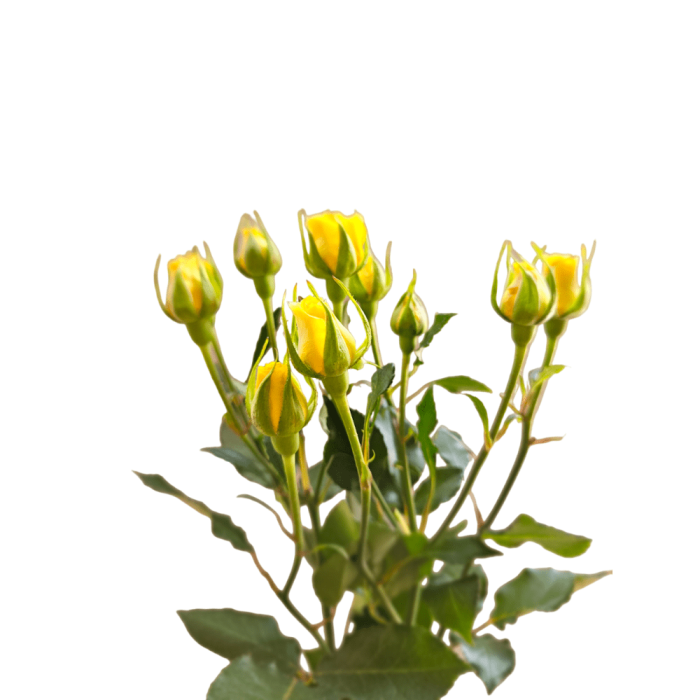 Spray Roses Yellow Babe