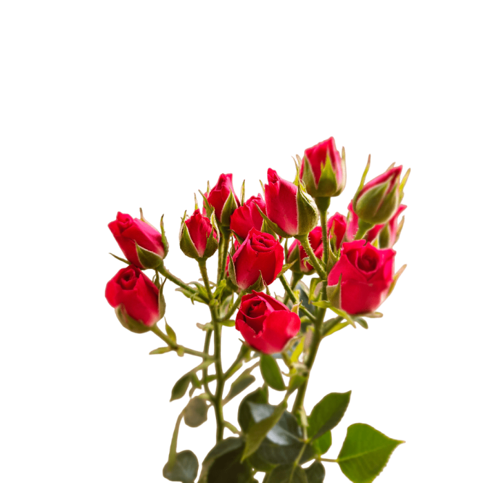 RED MICADO