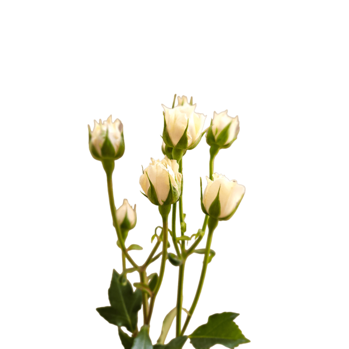 WHITE MAJOLICA