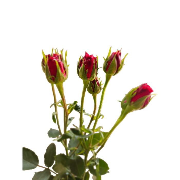 RUBICOM