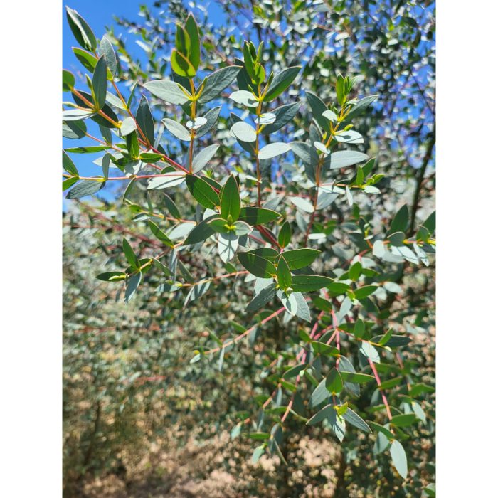 Arbol Parvula - Grupo MaVi