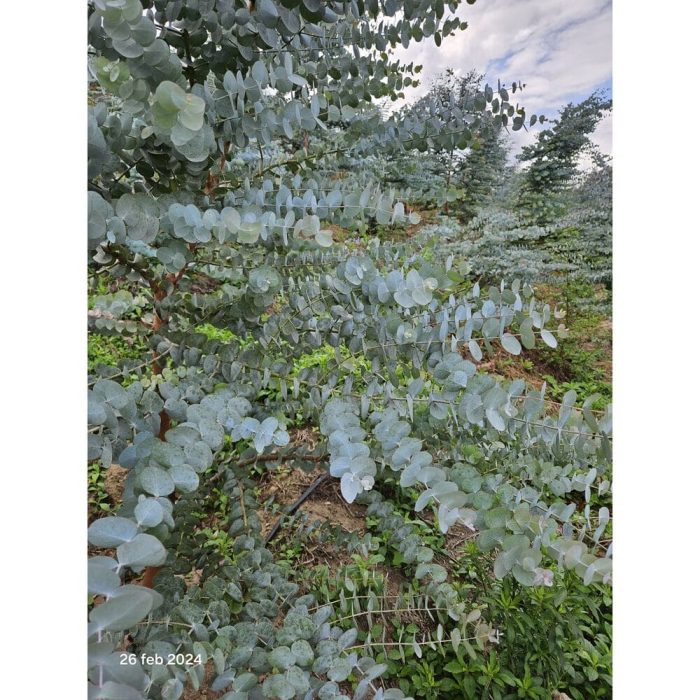 Arbol Silver dollar -Grupo MaVi