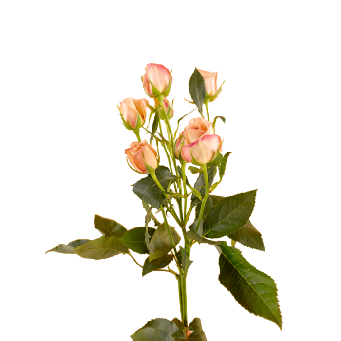 Chocolate Spray Rose - Grupo MaVi