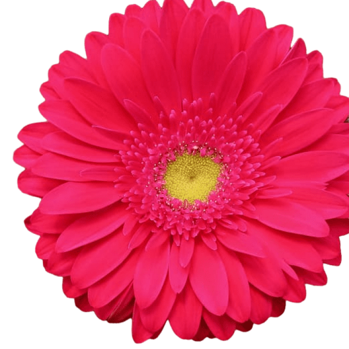 Gerbera Pink 2
