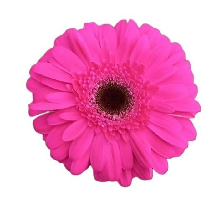 Gerbera Pink