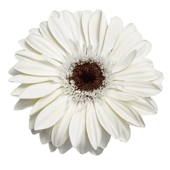 Gerbera White