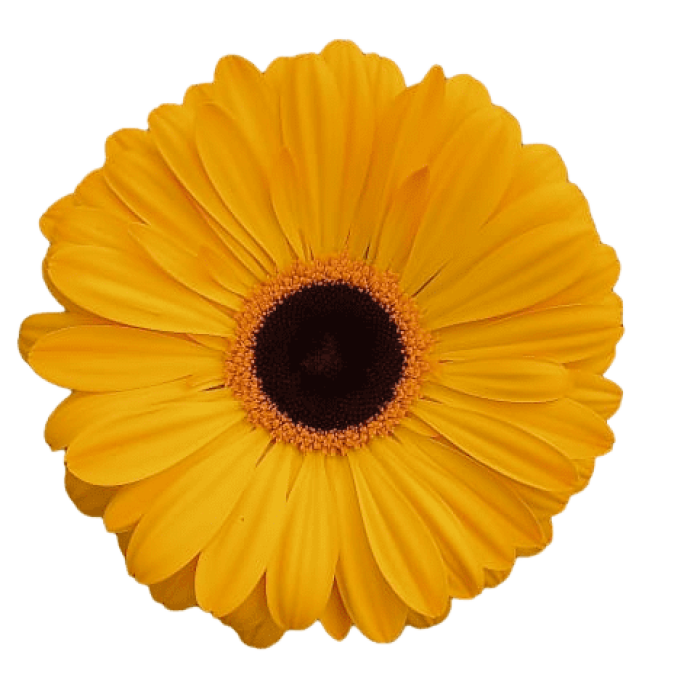 Gerbera Yellow 2