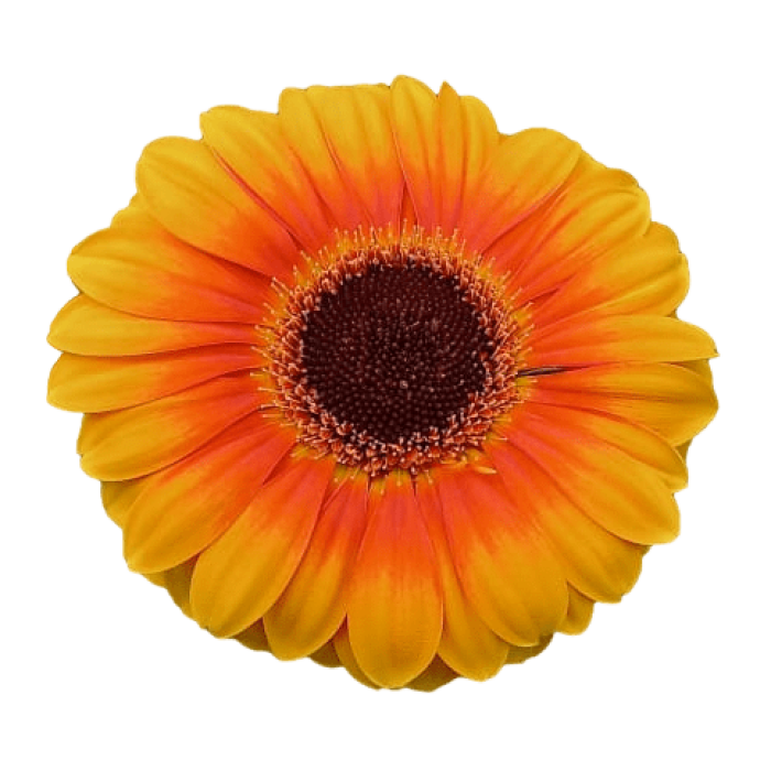 Gerbera Yellow 3