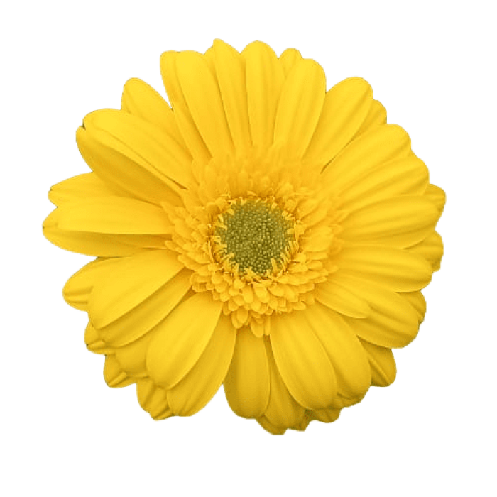 Gerbera Yellow