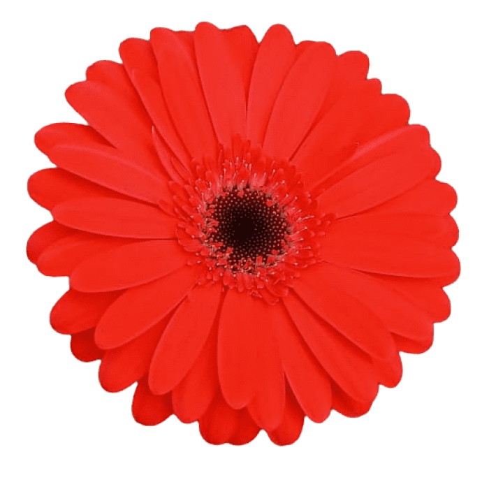 Gerbera - Grupo MaVi