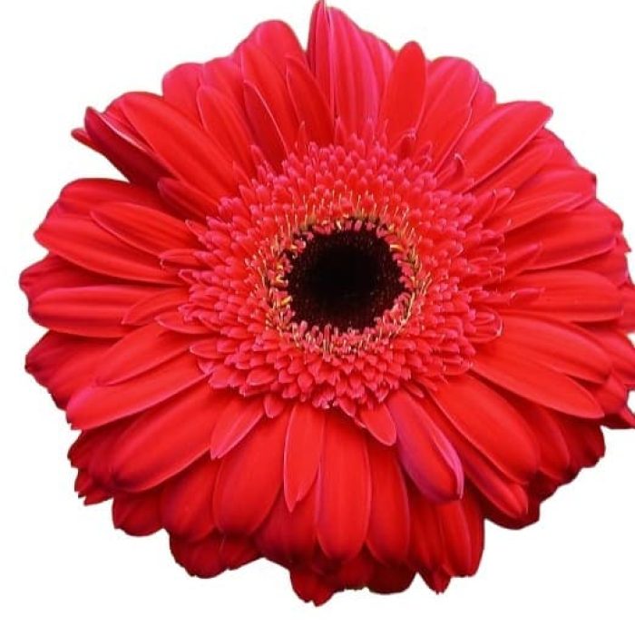 Gerbera red
