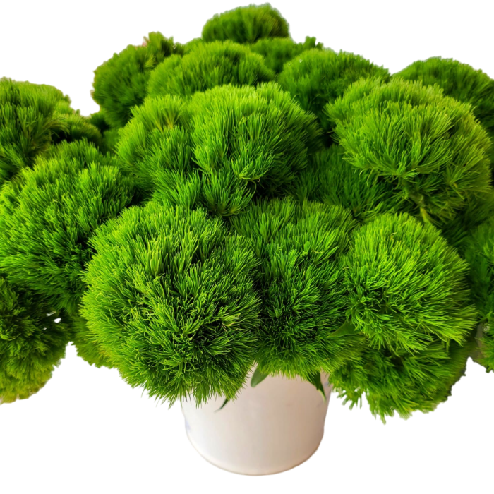 Green Ball - Grupo MaVi