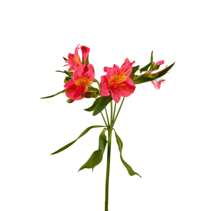 Light Pink Alstroemeria