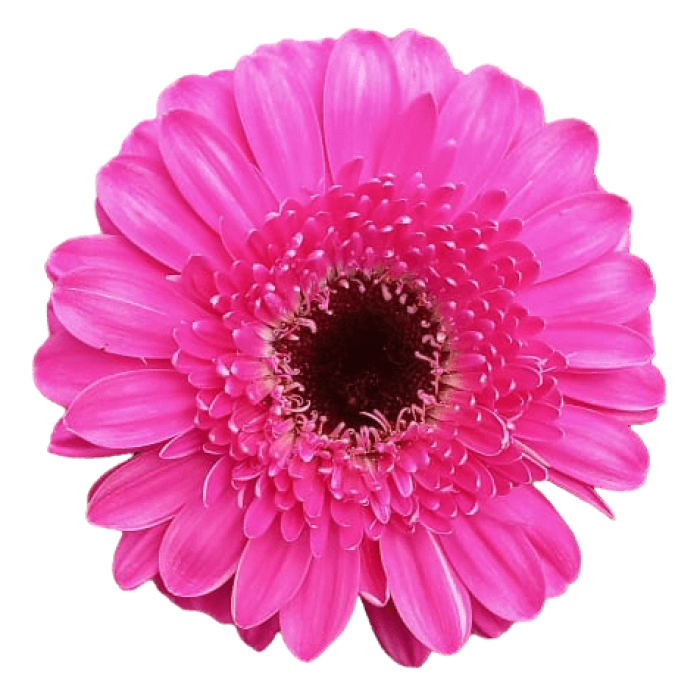 Mini Gerbera - Grupo MaVi