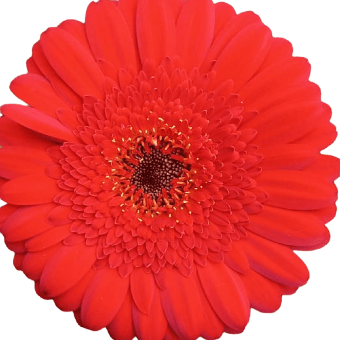 Mini Gerbera Red