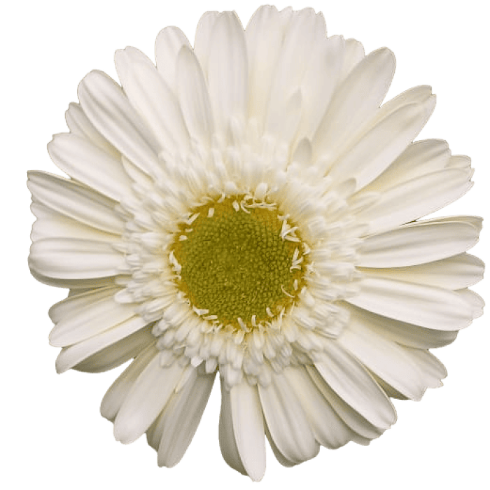 Mini Gerbera White