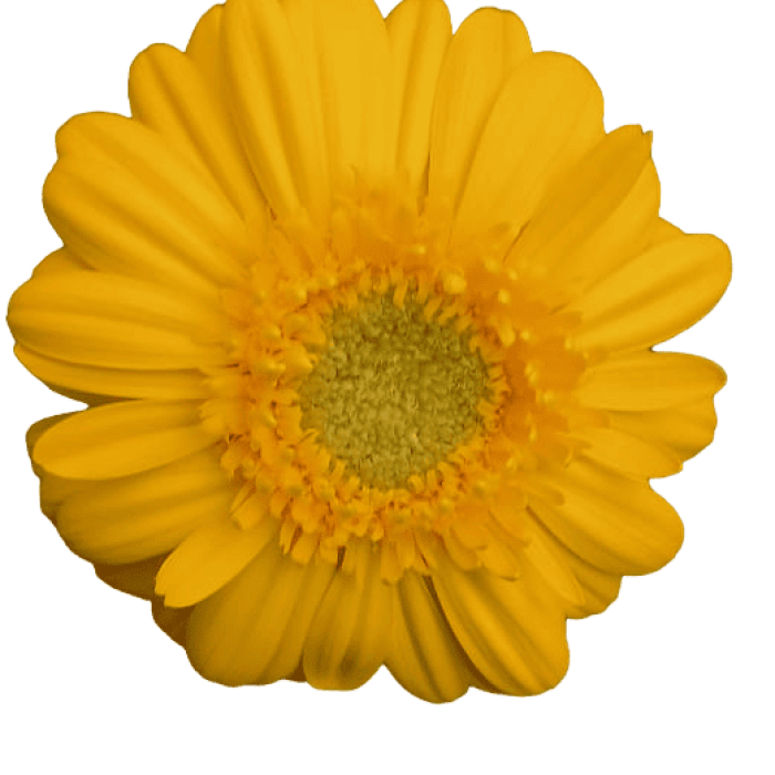 Mini Gerbera Yellow