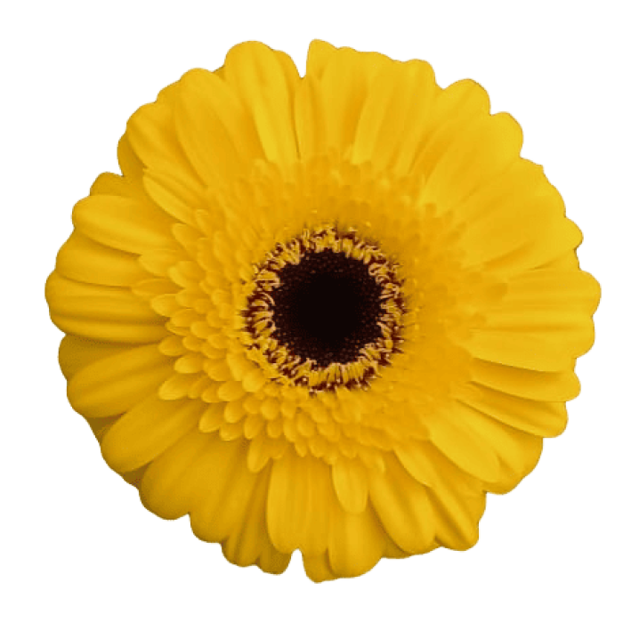 Mini Gerbera Yellow