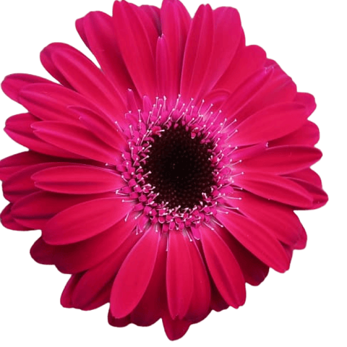 Mini Gerbera fucsia