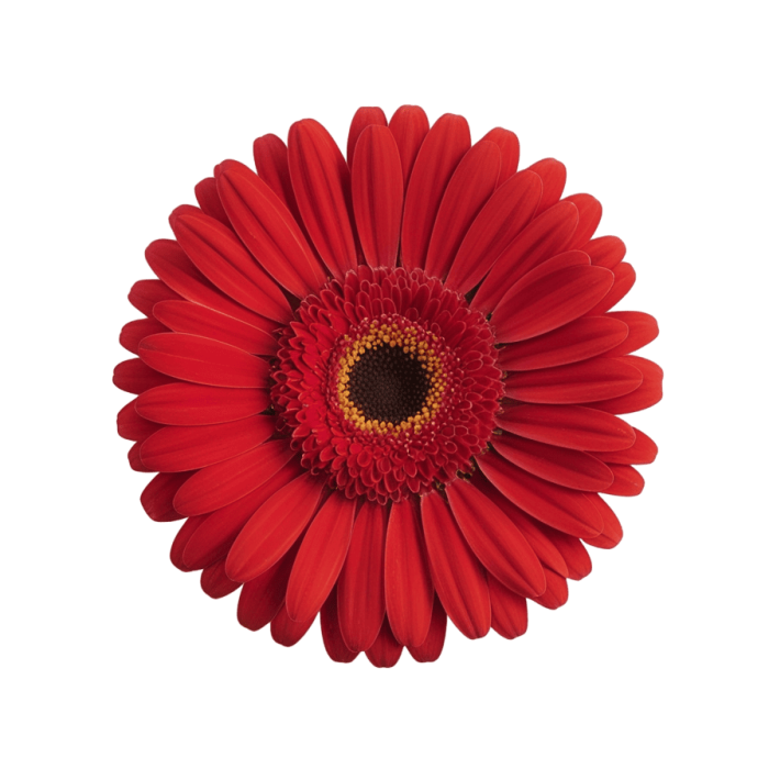 Mini Gerbera red-2