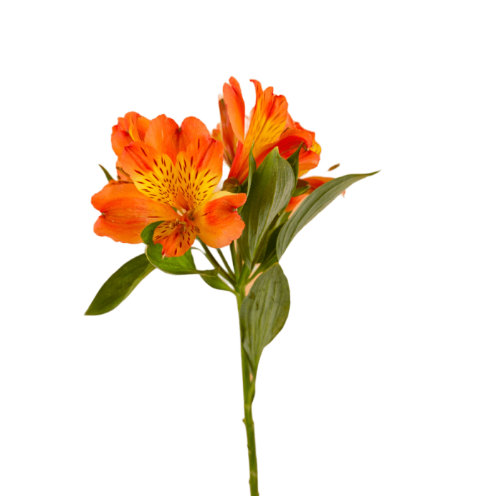 Orange Alstroemeria