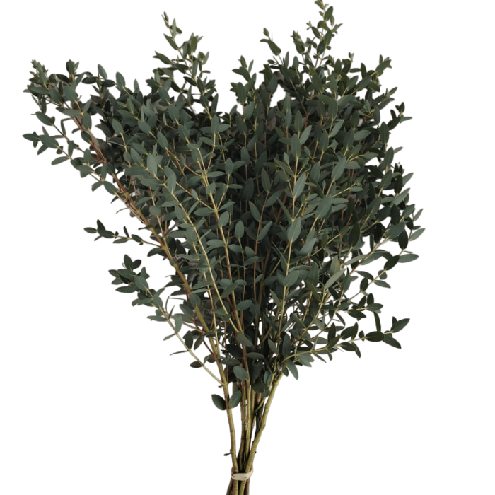 Parvula - Grupo MaVi