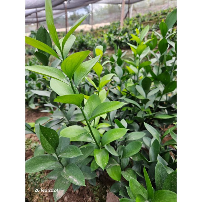 Planta Ruscus- Grupo MaVi