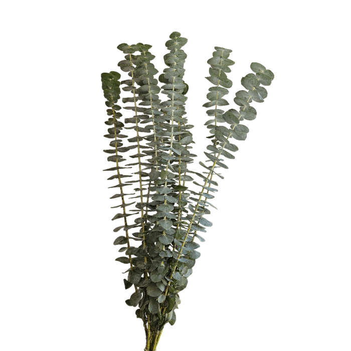 Ramo Baby blue - Grupo MaVi