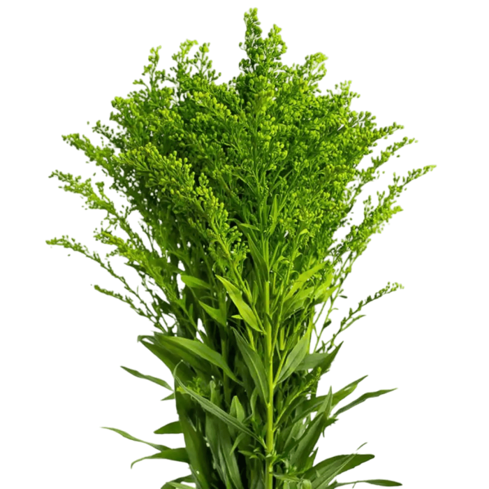 Ramo Solidago 2