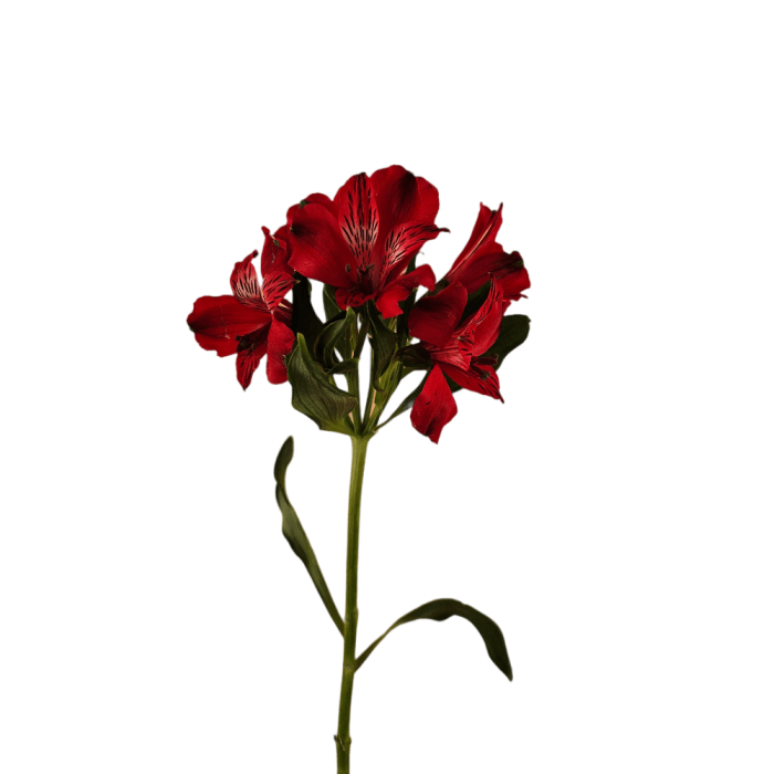 Red Alstroemeria
