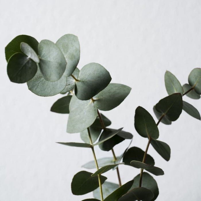 Silver Dollar Eucalyptus -Grupo MaVi