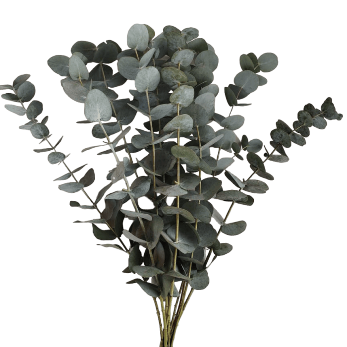 Silver Dollar Eucalyptus - Grupo MaVi