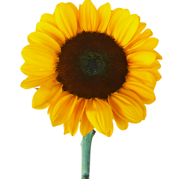 Sunflower - Grupo MaVi