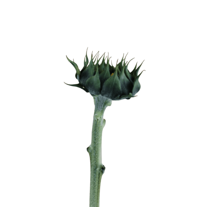 Tallo Girasol Cerrado