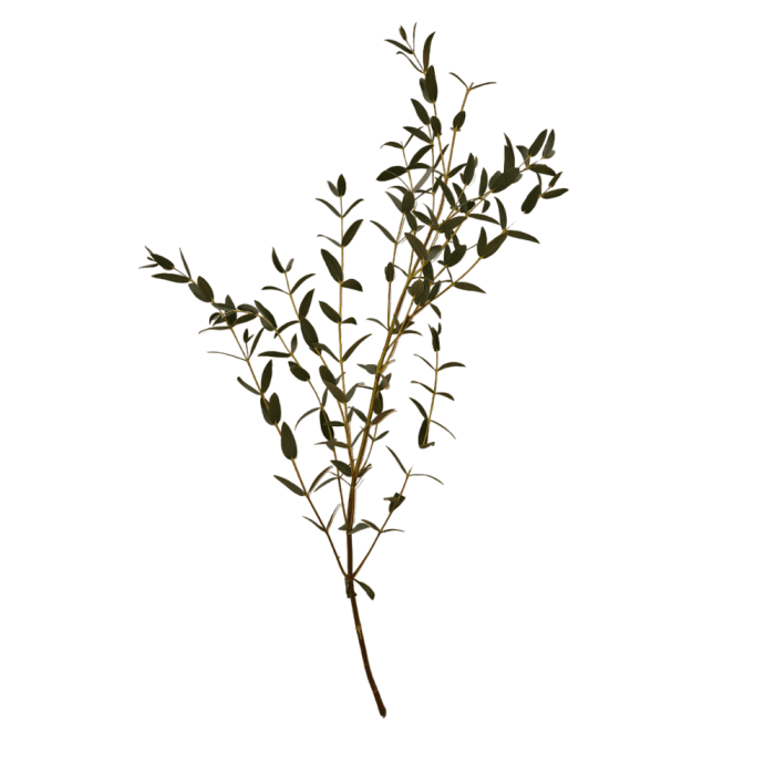 Parvula - Grupo MaVi