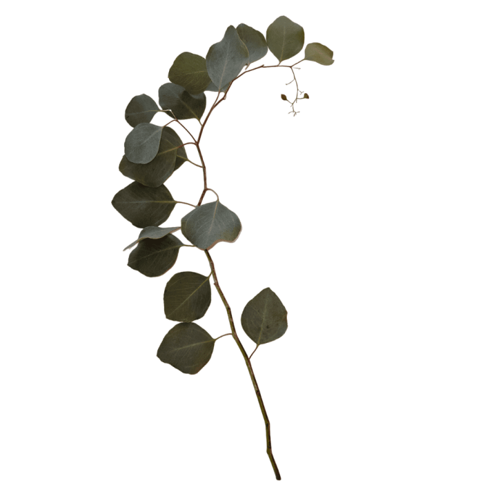 Tallo Polyanthemos - Grupo MaVi