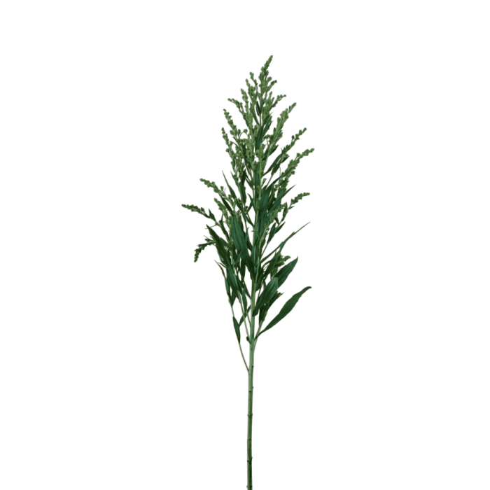 Tallo Solidago