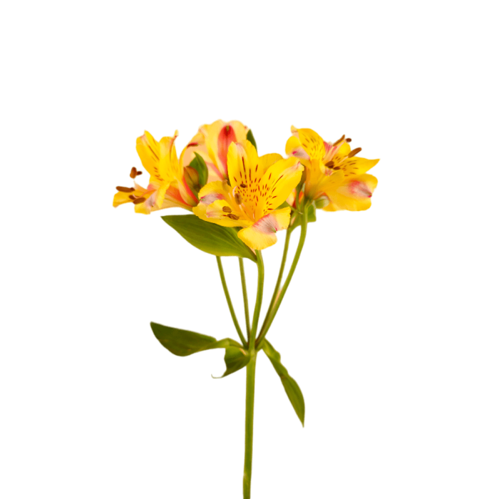 Yellow Alstroemeria